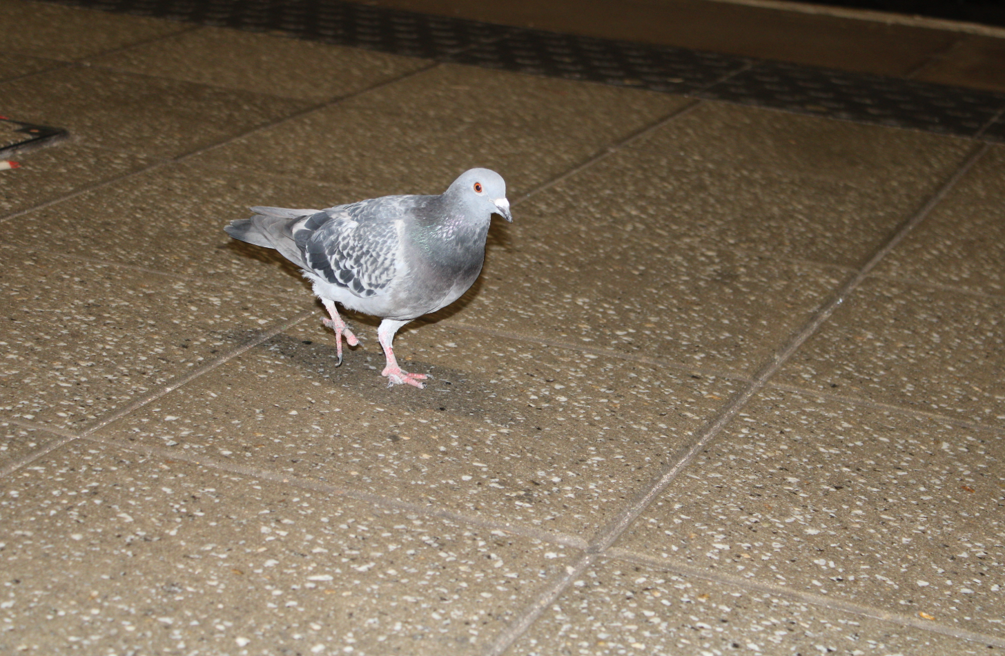 Inside the Manchester Victoria pigeon massacre