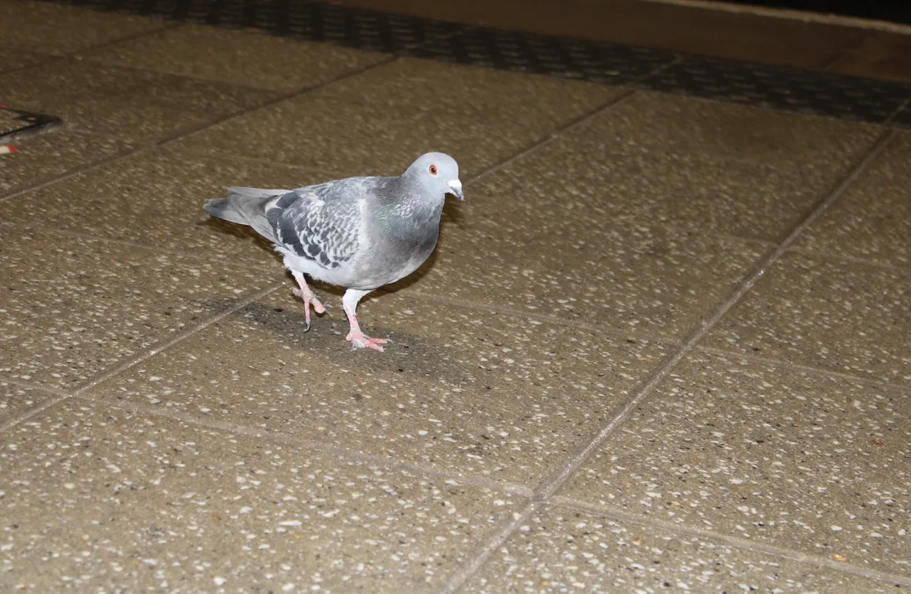 Inside the Manchester Victoria pigeon massacre